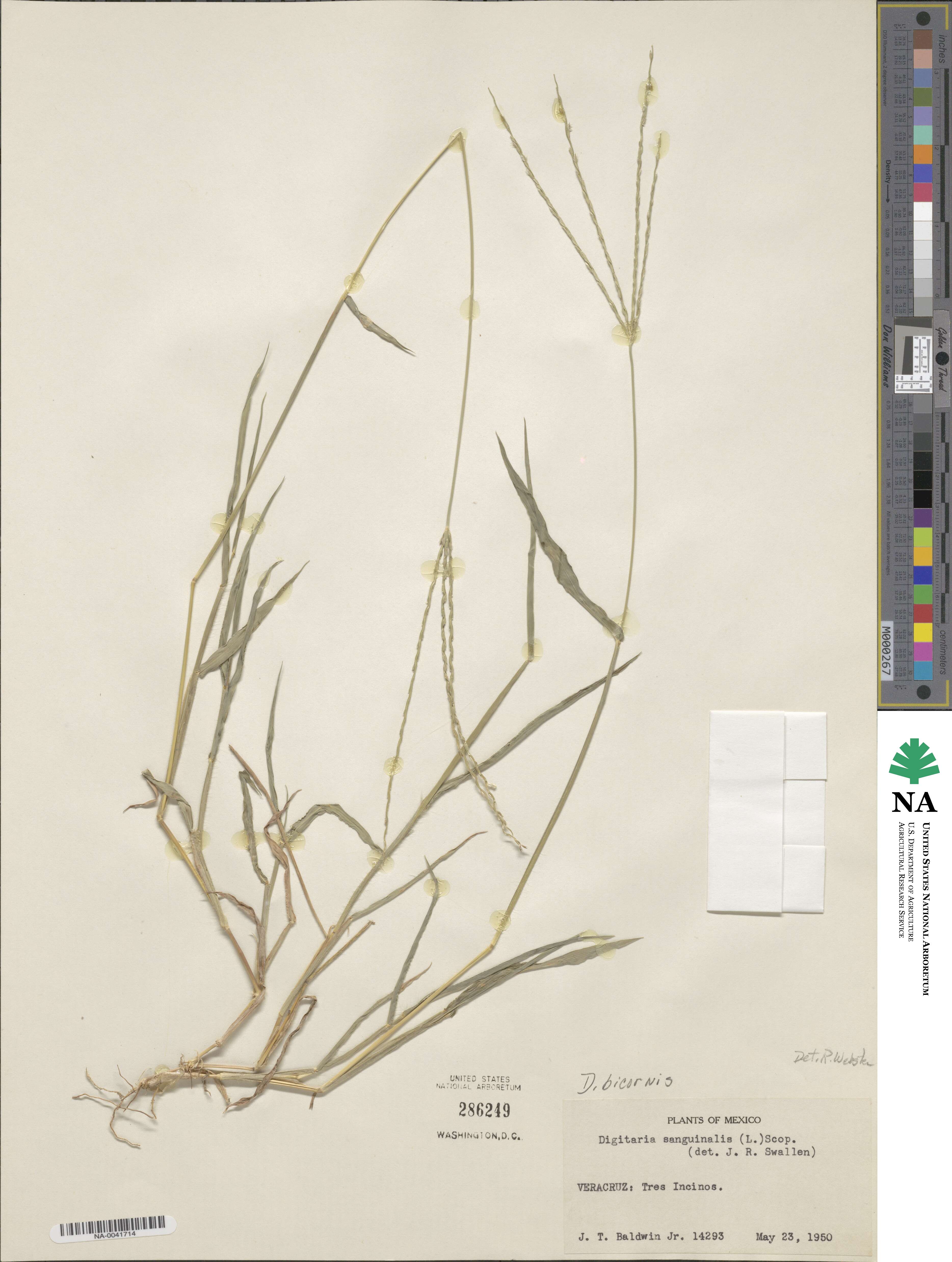 Digitaria bicornis image