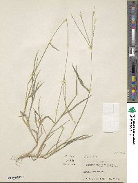 Digitaria bicornis image