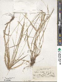 Digitaria californica image