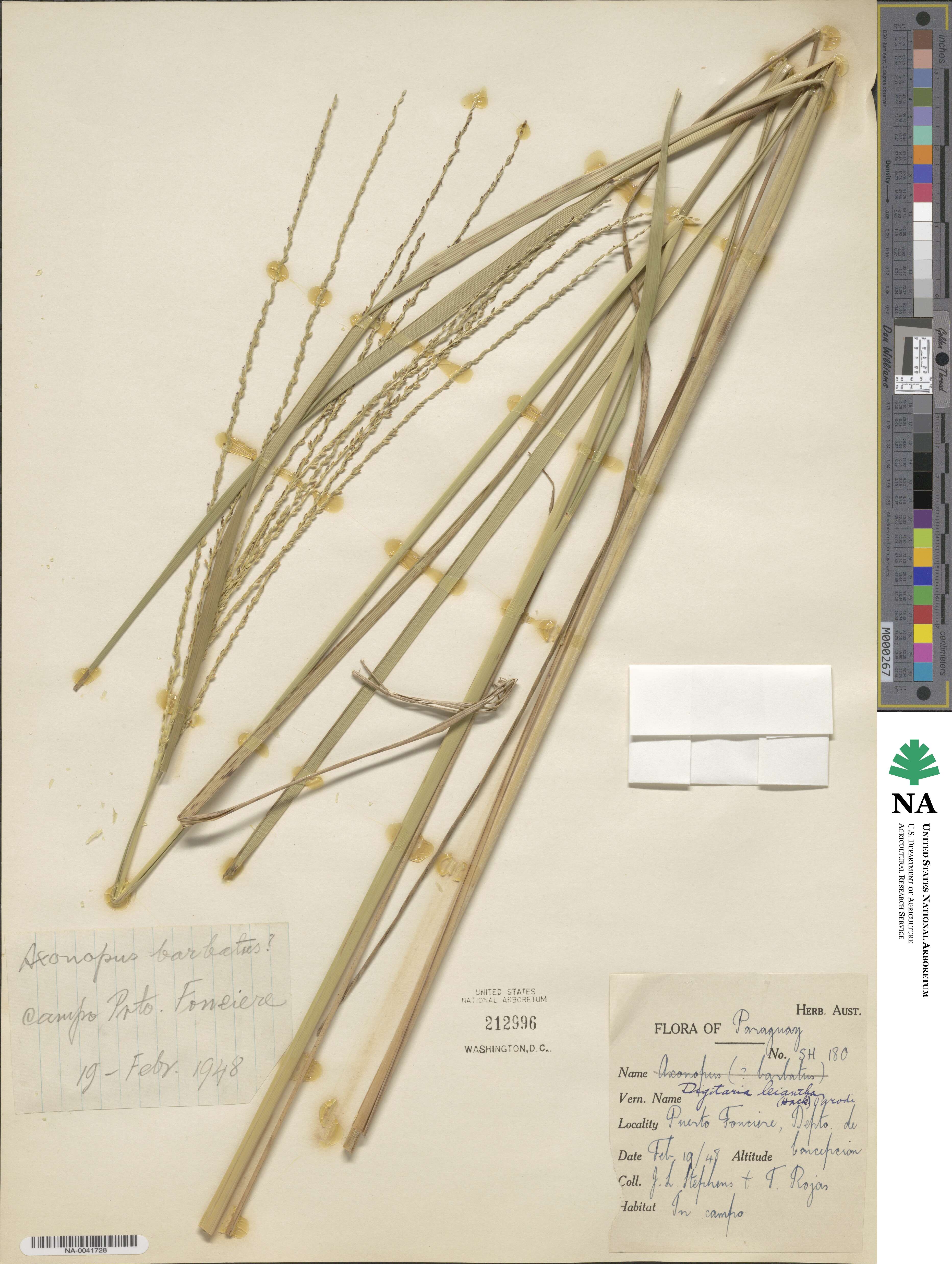 Digitaria leiantha image