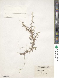 Digitaria longiflora image