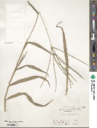 Digitaria ciliaris image