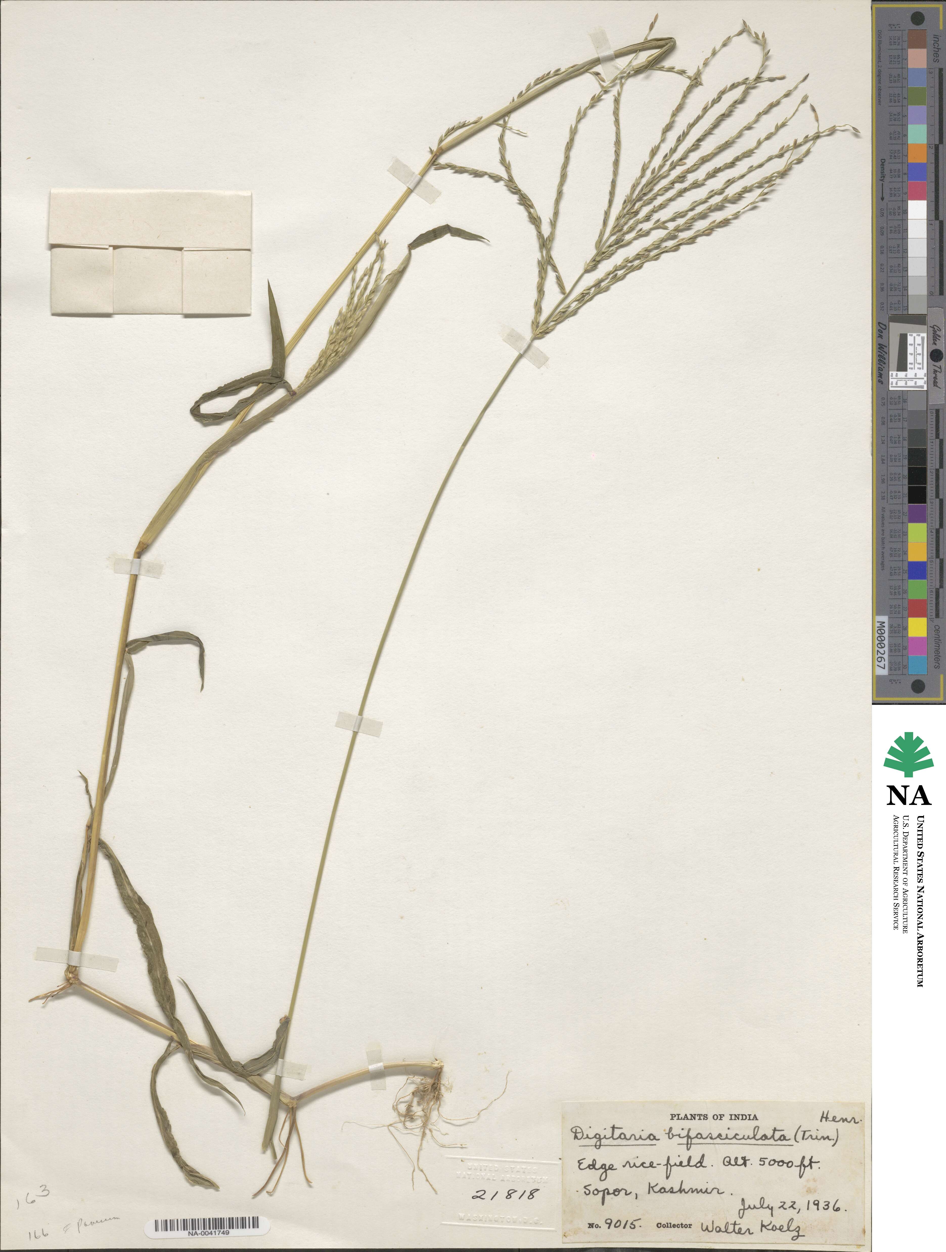 Digitaria compacta image