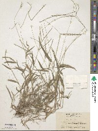 Digitaria ciliaris image