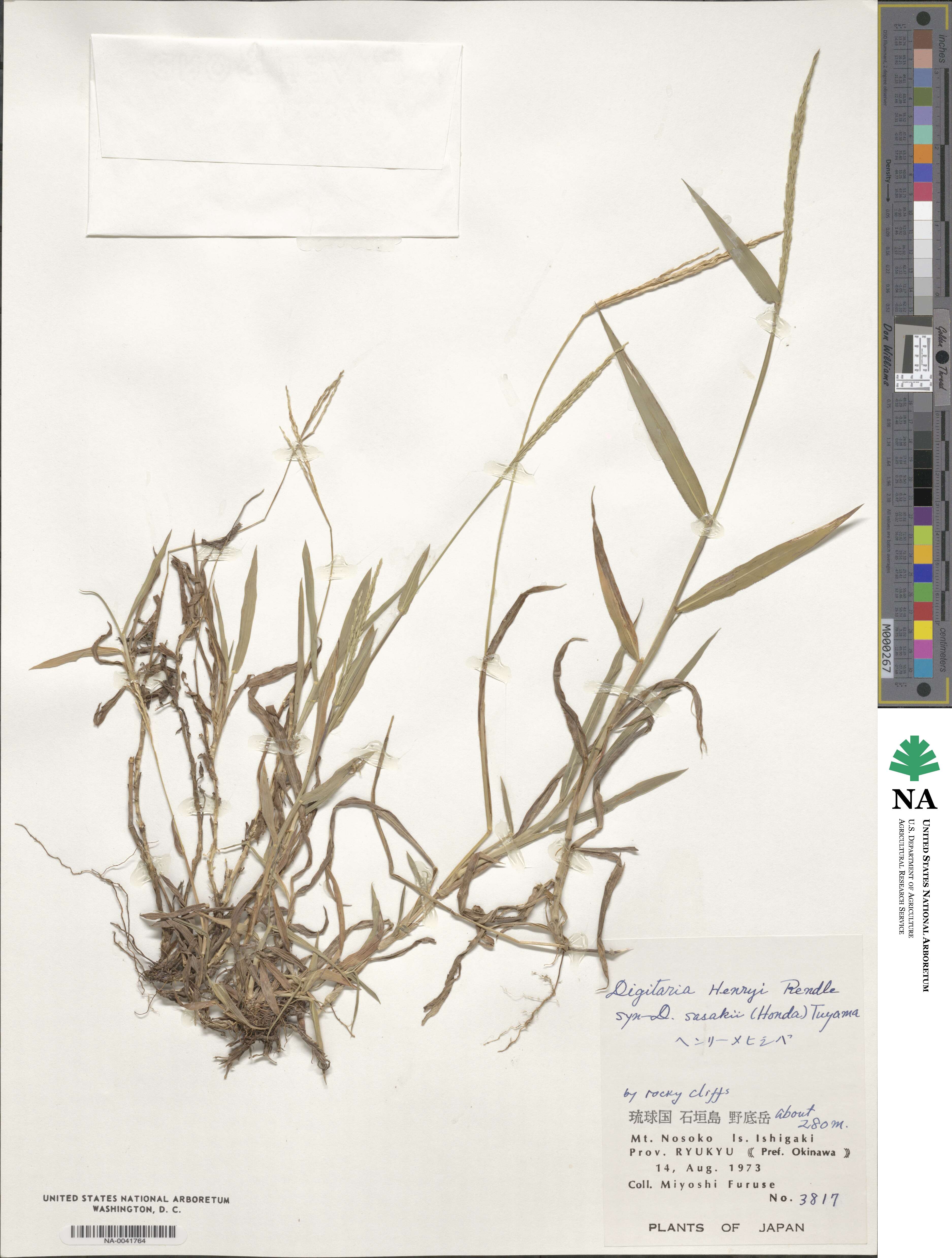 Digitaria ciliaris image