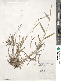 Digitaria ciliaris image