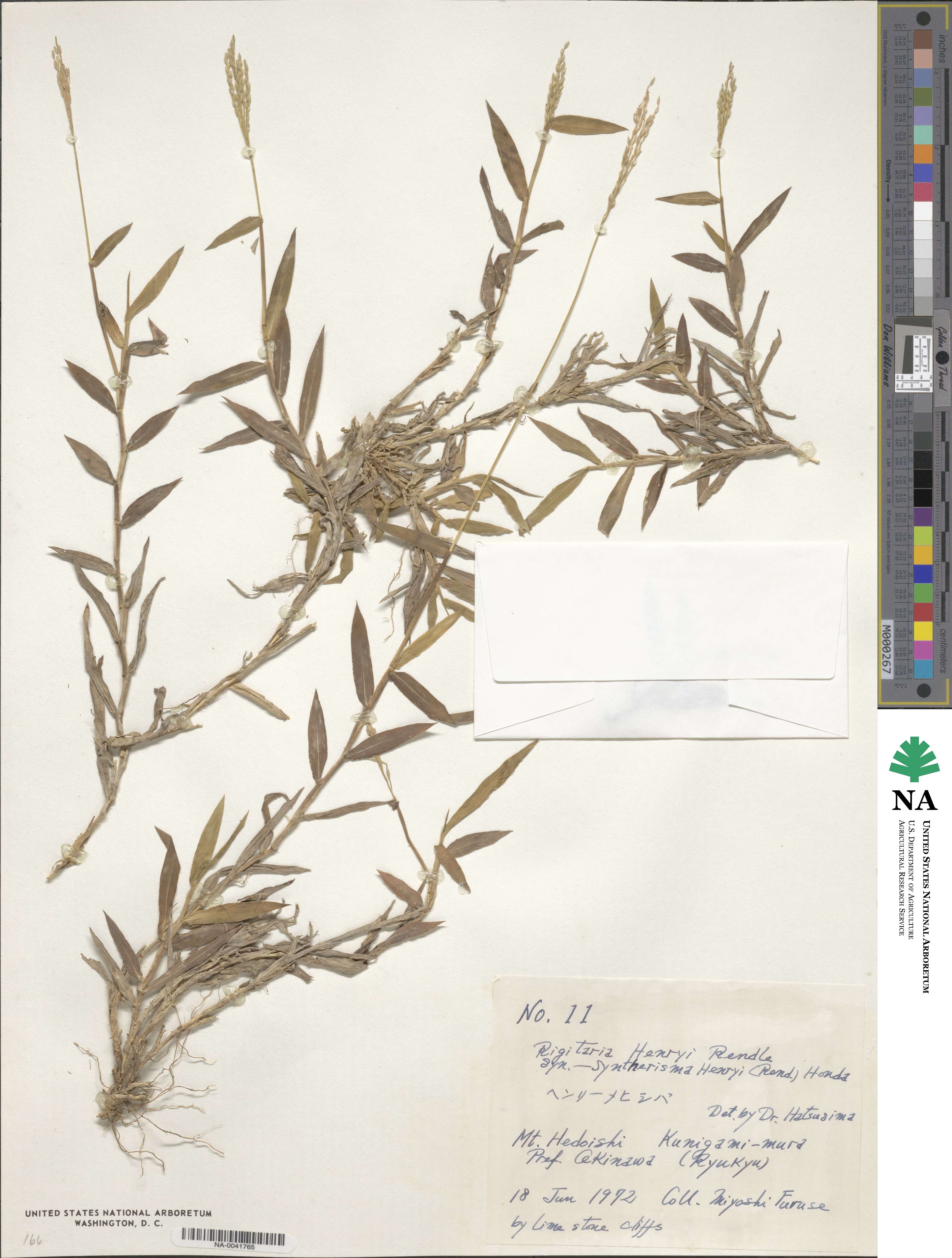 Digitaria ciliaris image