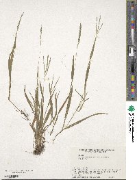 Digitaria ischaemum image