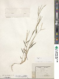 Digitaria sanguinalis image