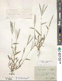 Digitaria sanguinalis image