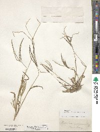 Digitaria sanguinalis image