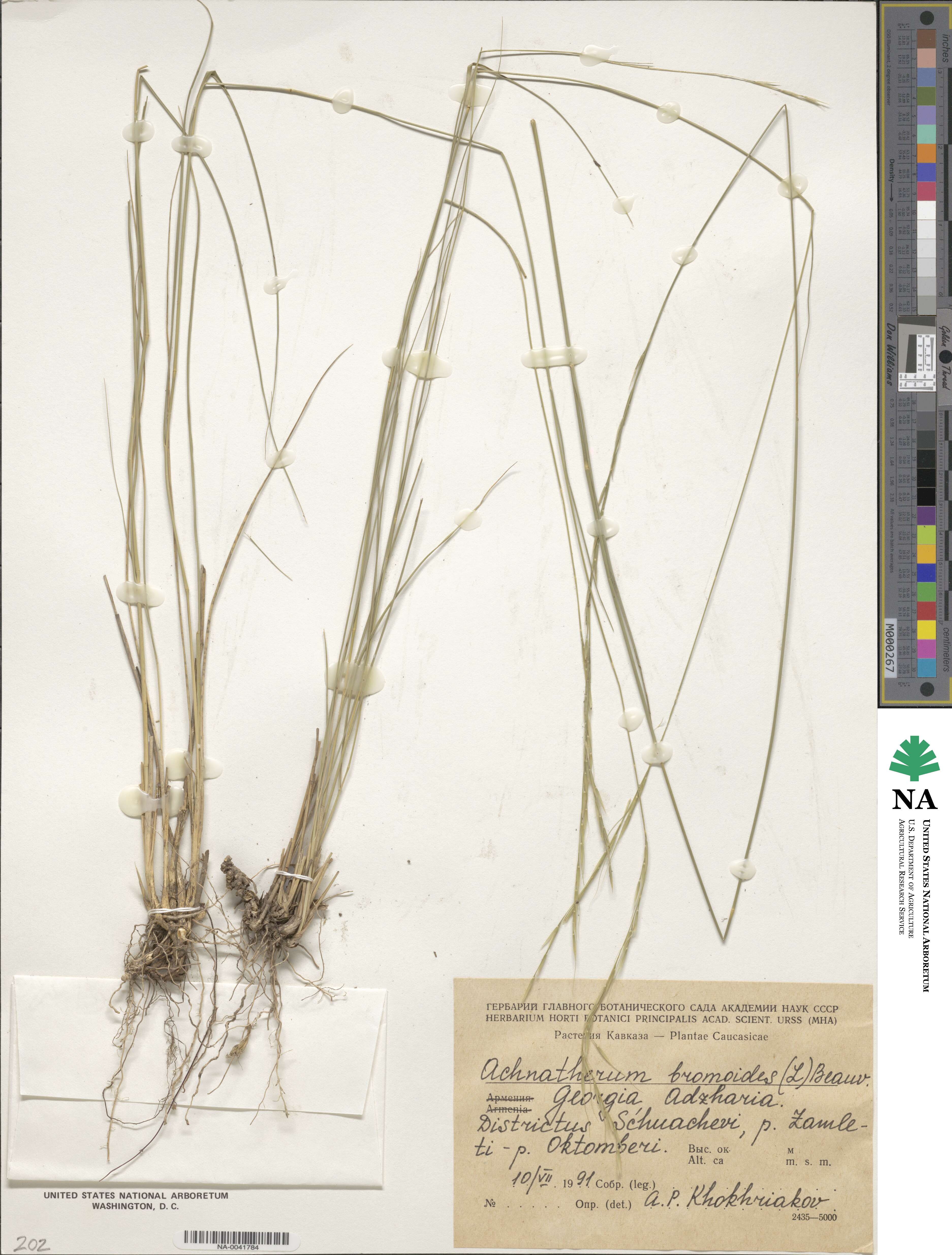 Achnatherum bromoides image