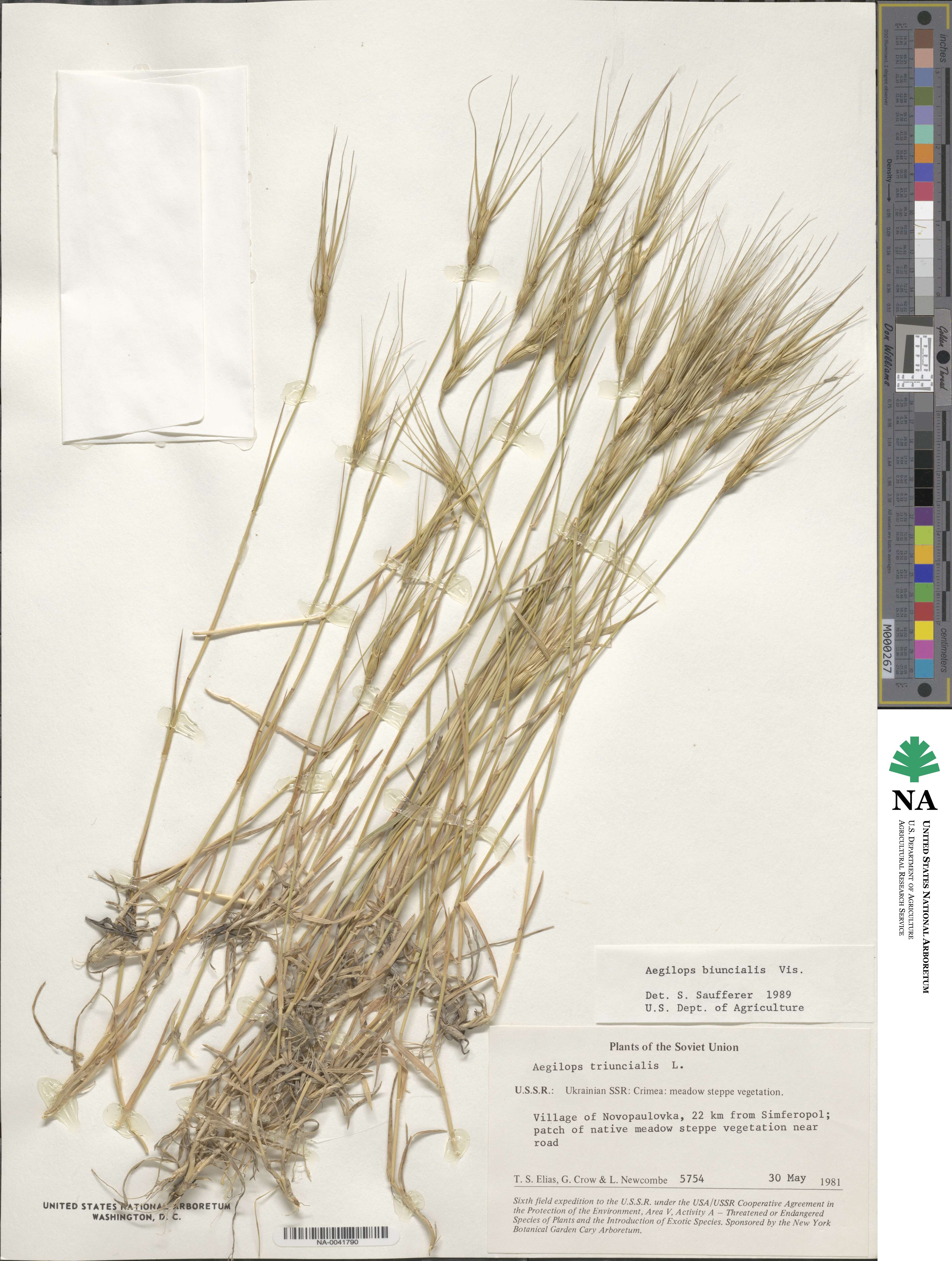 Aegilops biuncialis image