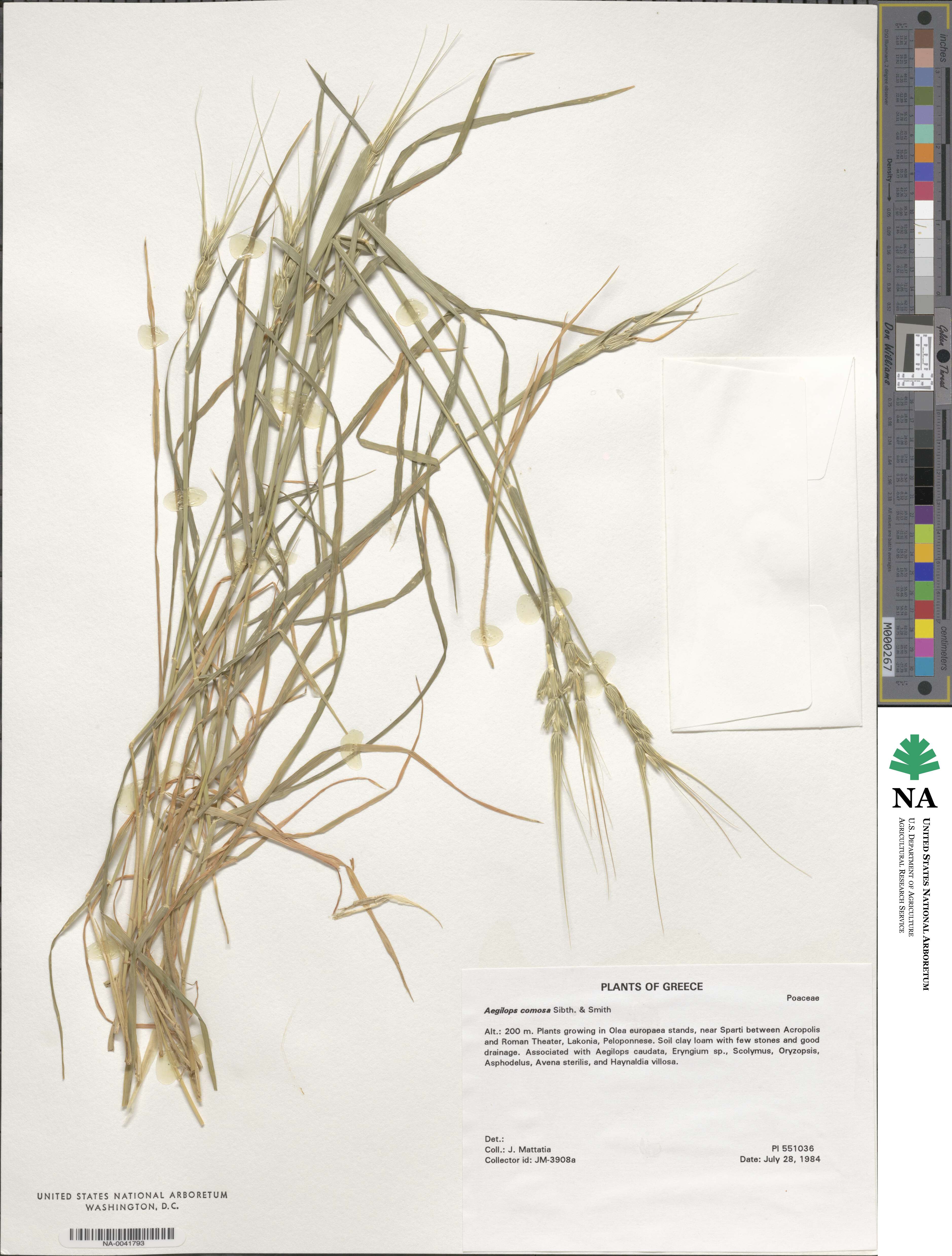 Aegilops comosa image