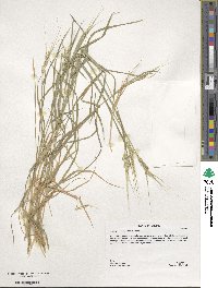 Aegilops comosa image