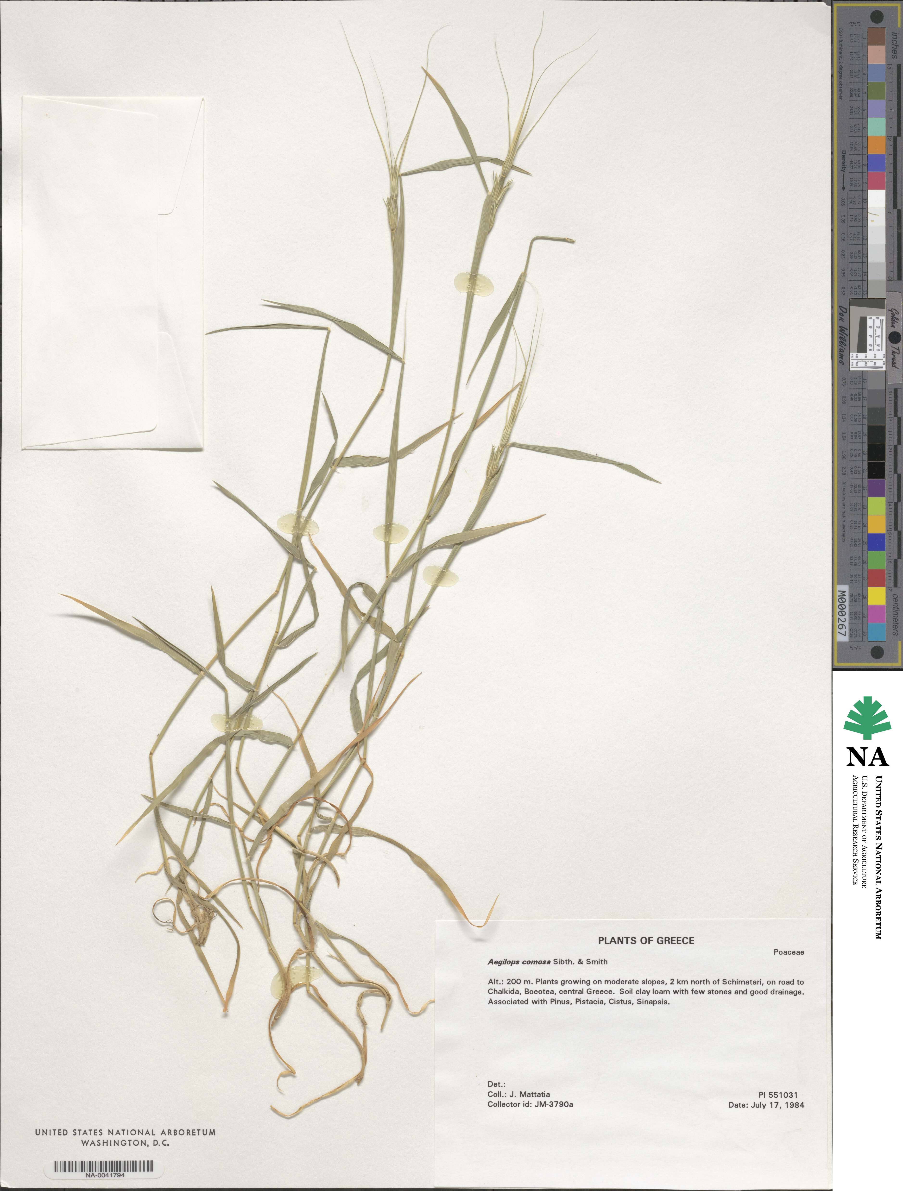 Aegilops comosa image