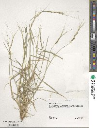 Aegilops comosa image