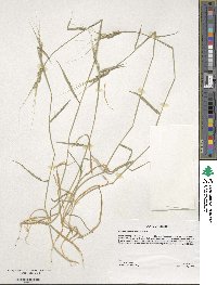 Aegilops comosa image