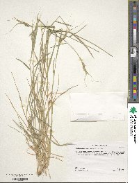 Aegilops comosa subsp. heldreichii image