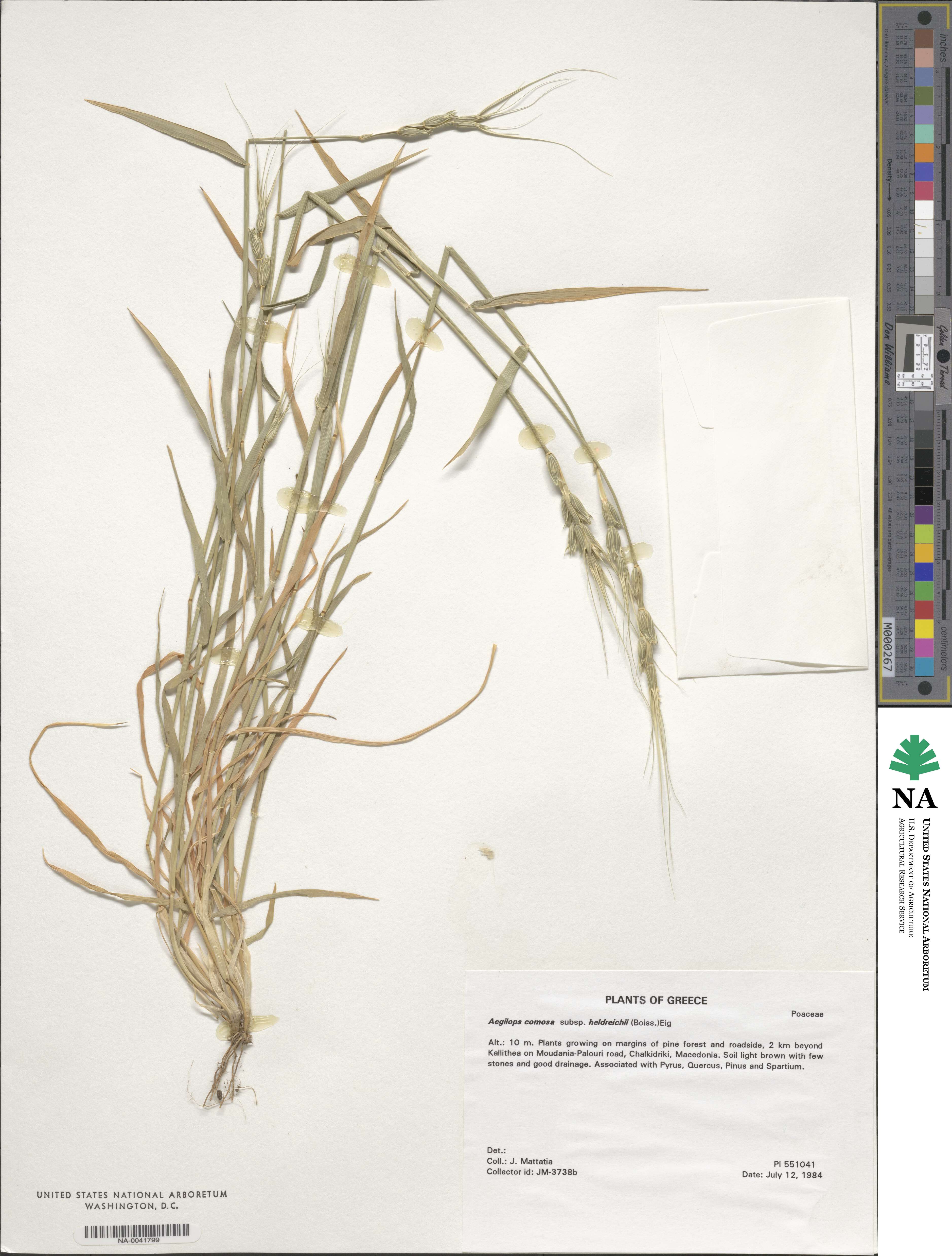 Aegilops comosa subsp. heldreichii image