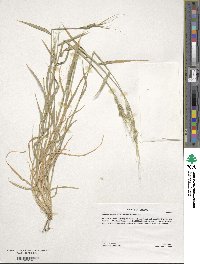 Aegilops comosa image