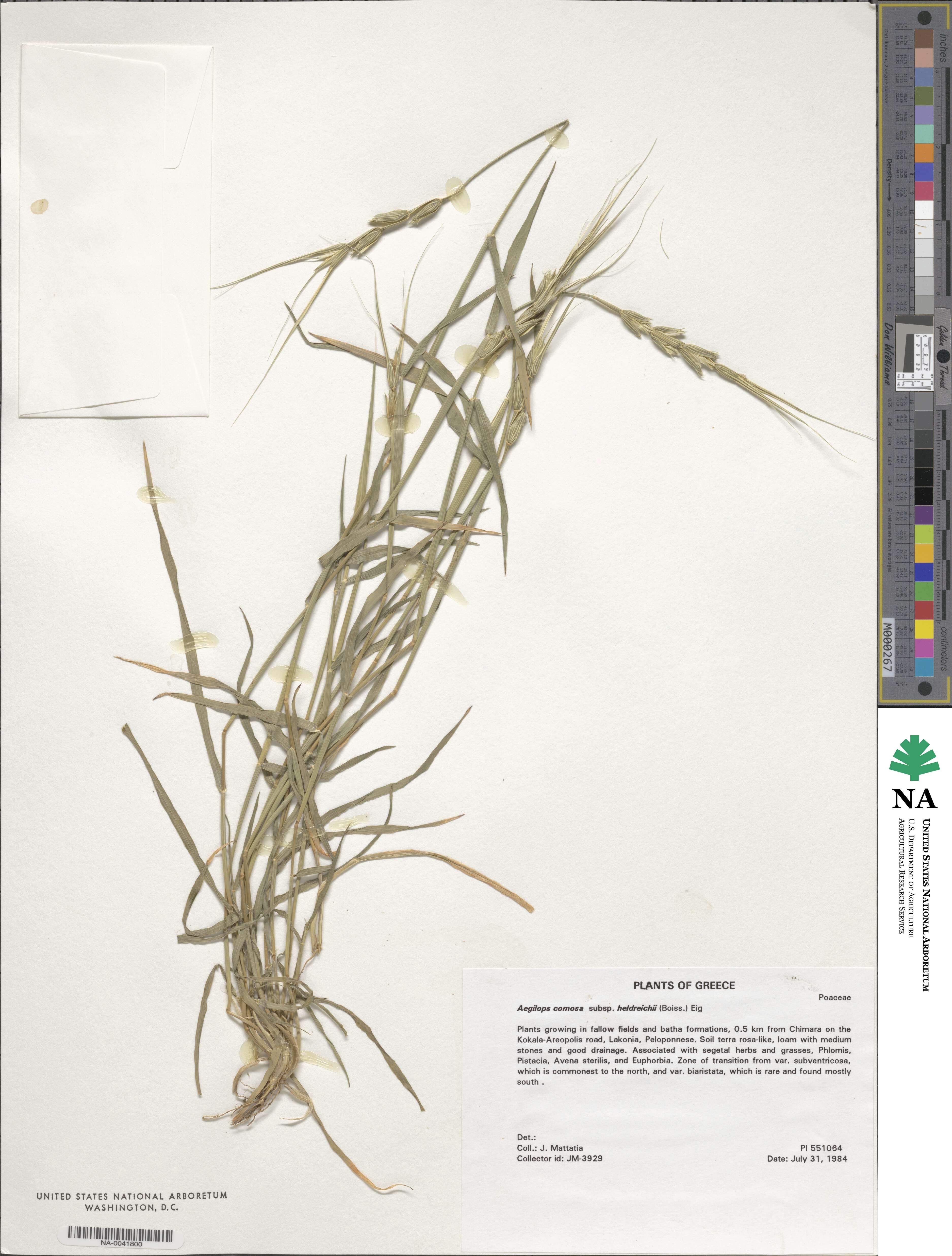 Aegilops comosa subsp. heldreichii image