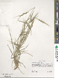 Aegilops comosa subsp. heldreichii image