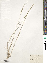 Aegilops cylindrica image