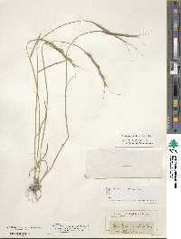 Aegilops cylindrica image