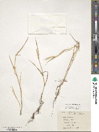 Aegilops geniculata image