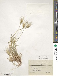 Aegilops geniculata image