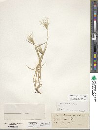 Aegilops neglecta image