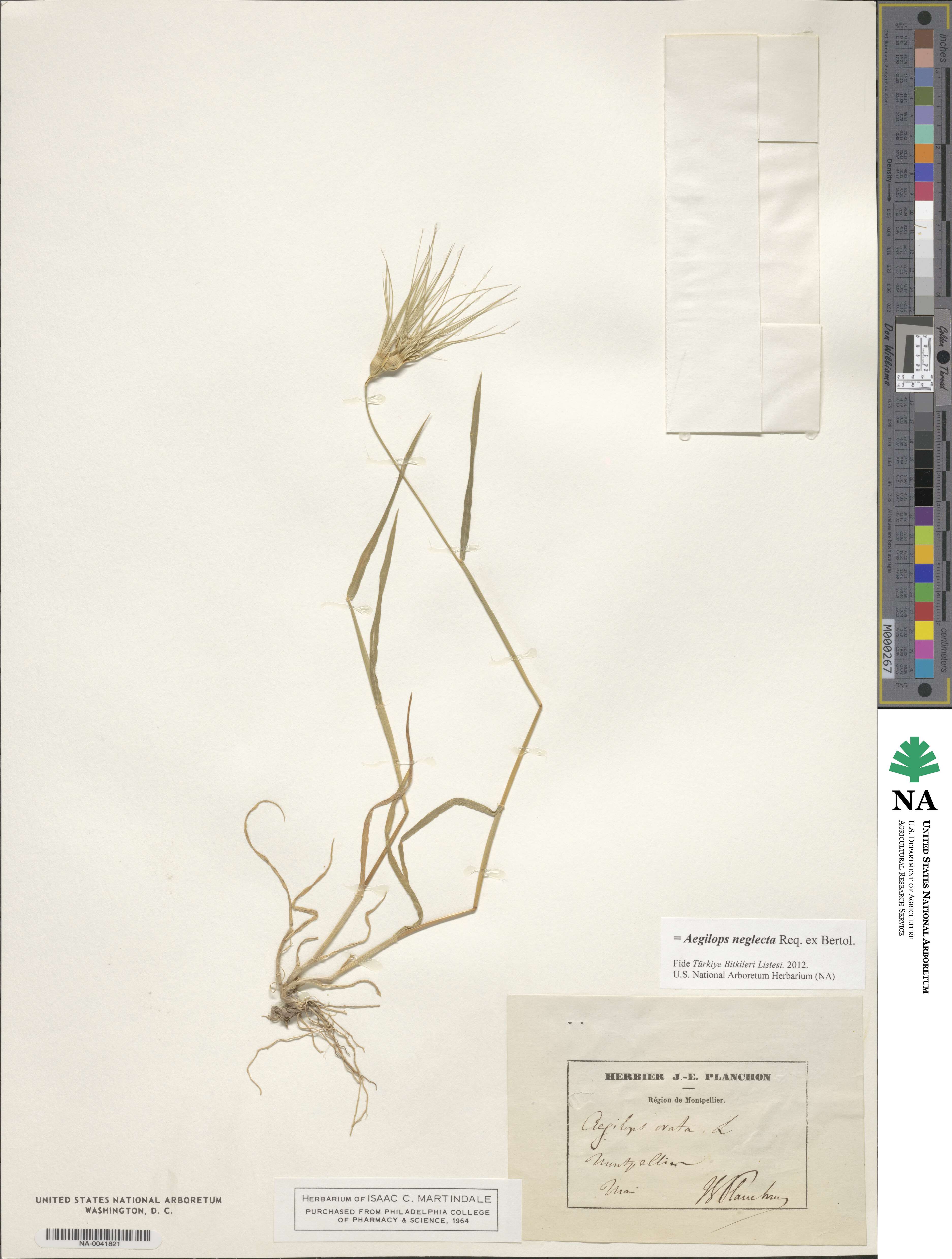 Aegilops neglecta image