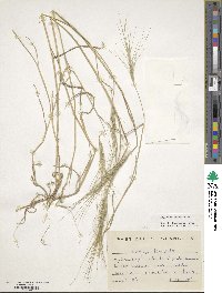 Aegilops triuncialis image