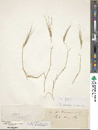 Aegilops triuncialis image