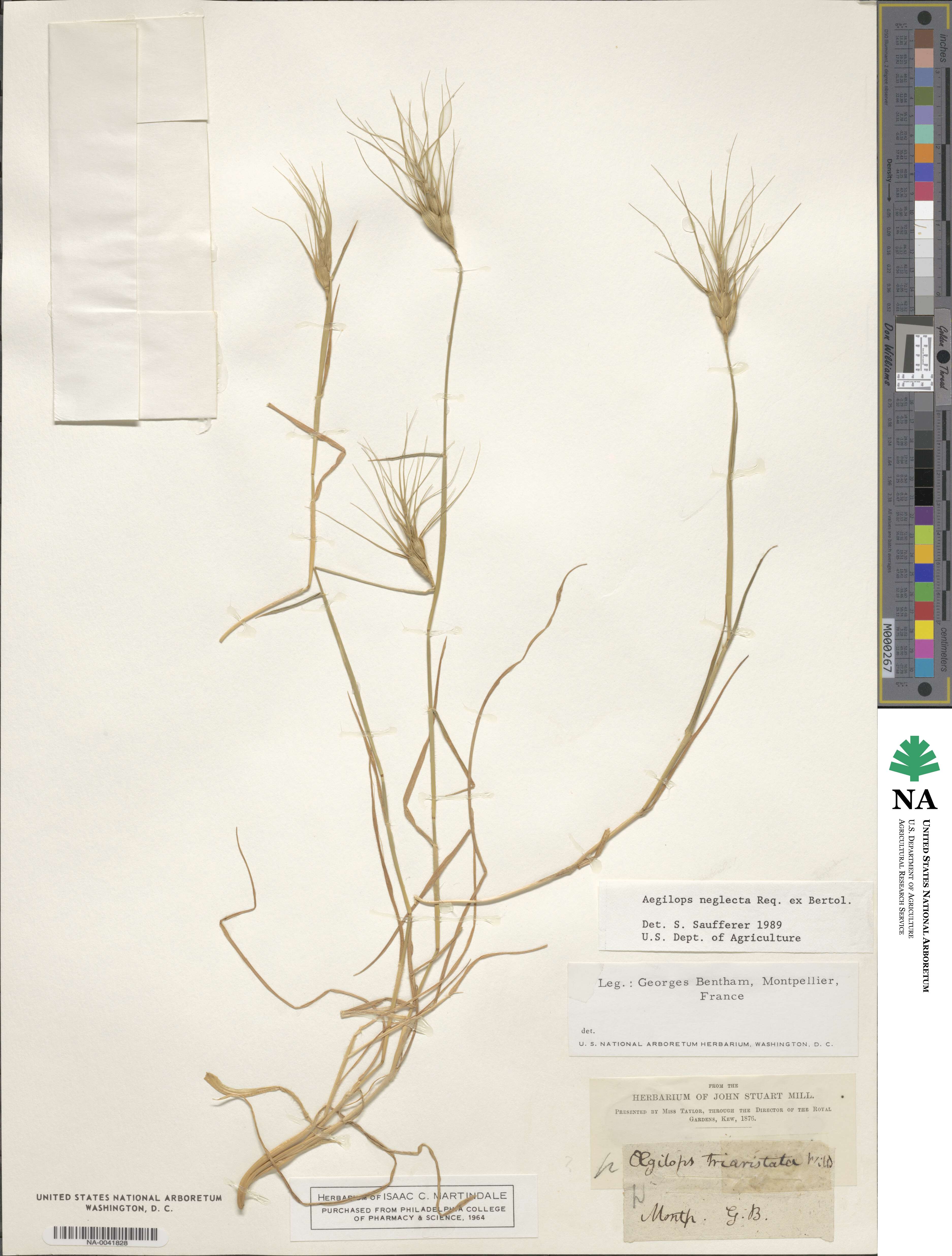Aegilops neglecta image