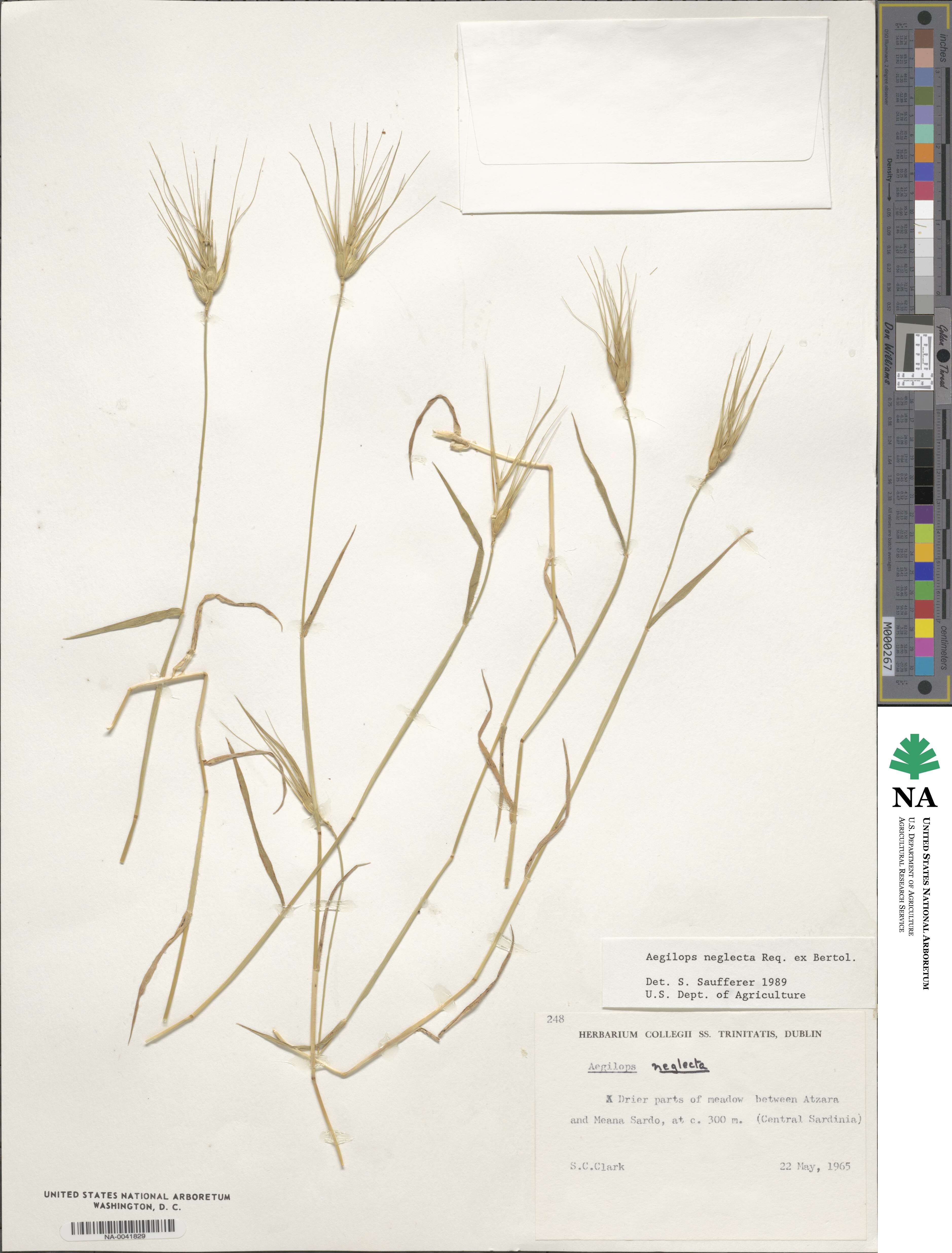 Aegilops neglecta image
