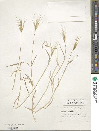 Aegilops neglecta image