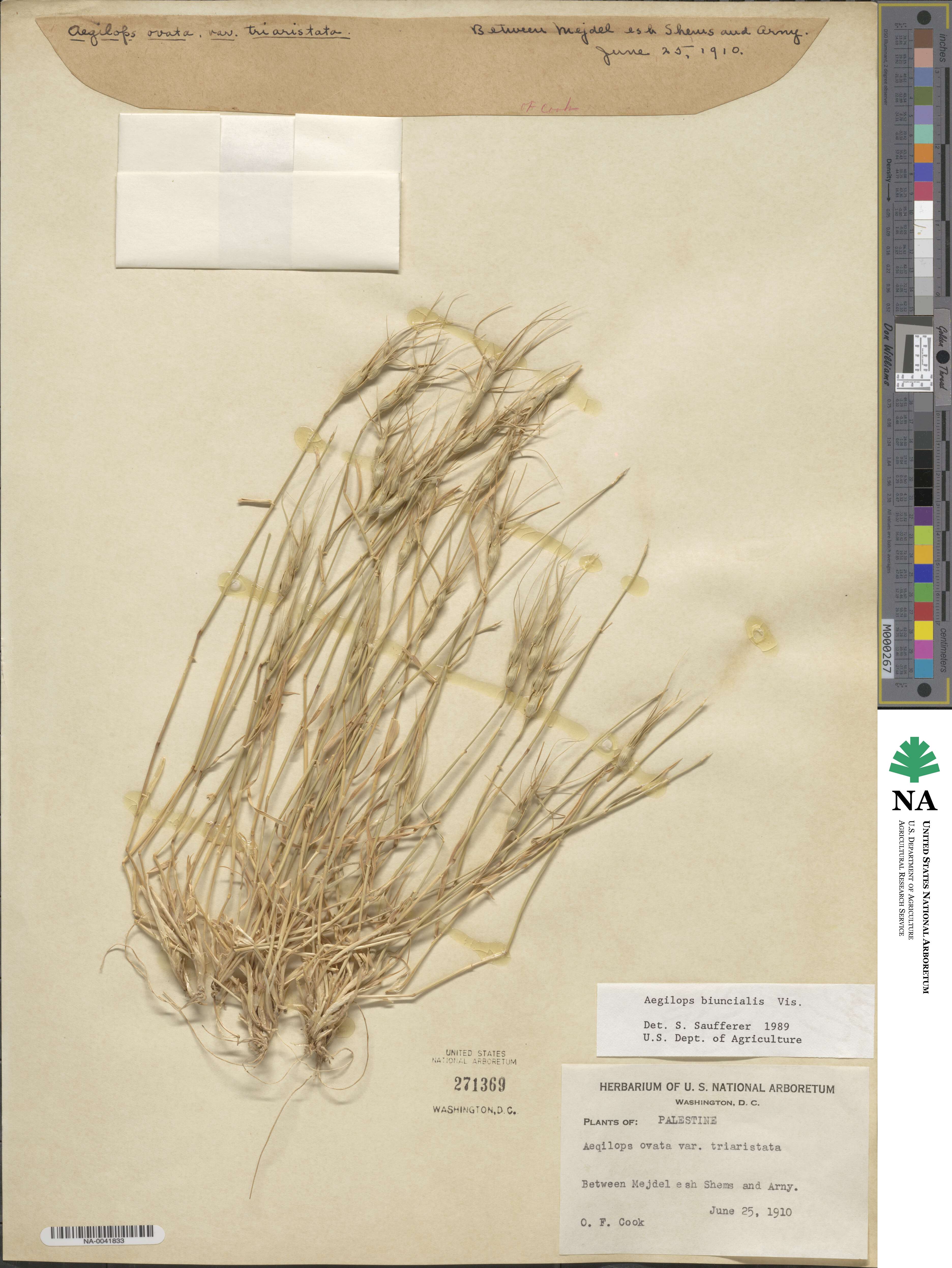 Aegilops biuncialis image