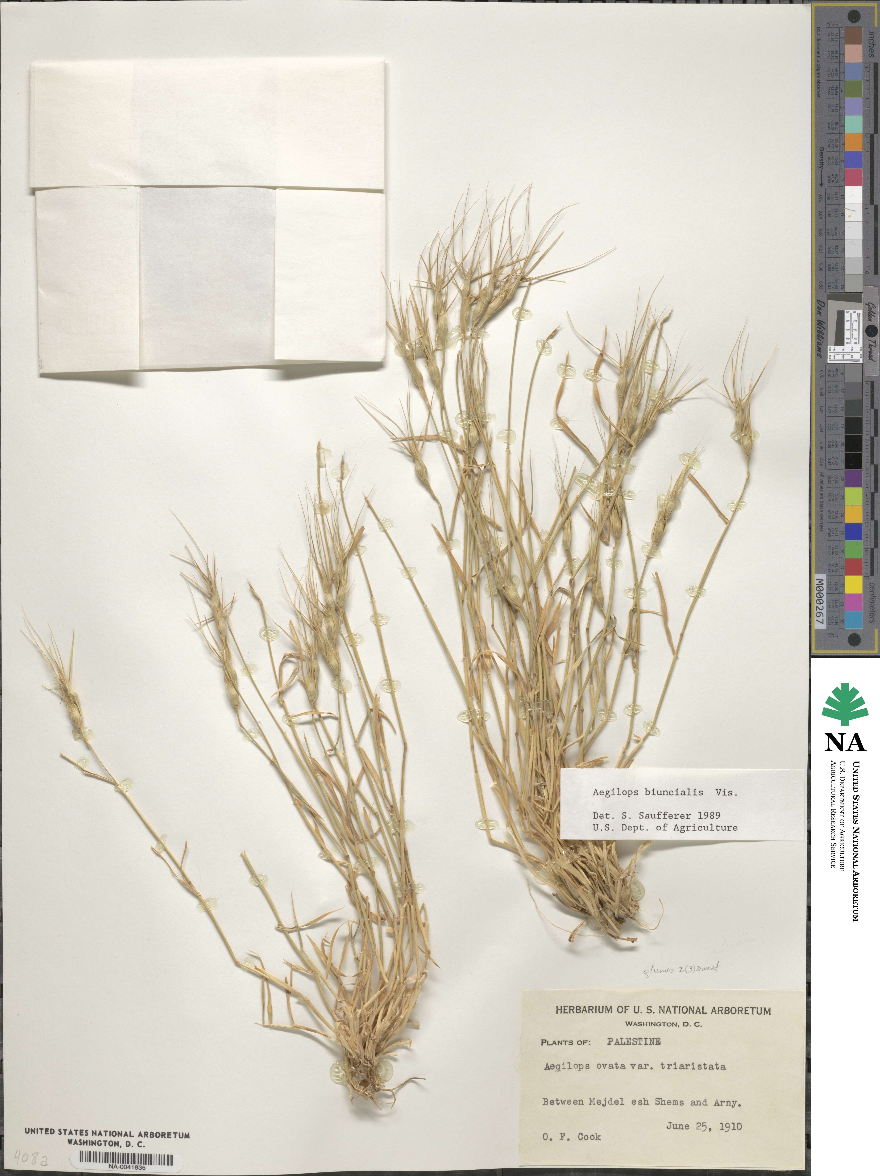 Aegilops biuncialis image