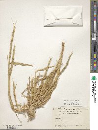 Image of Aegilops crassa