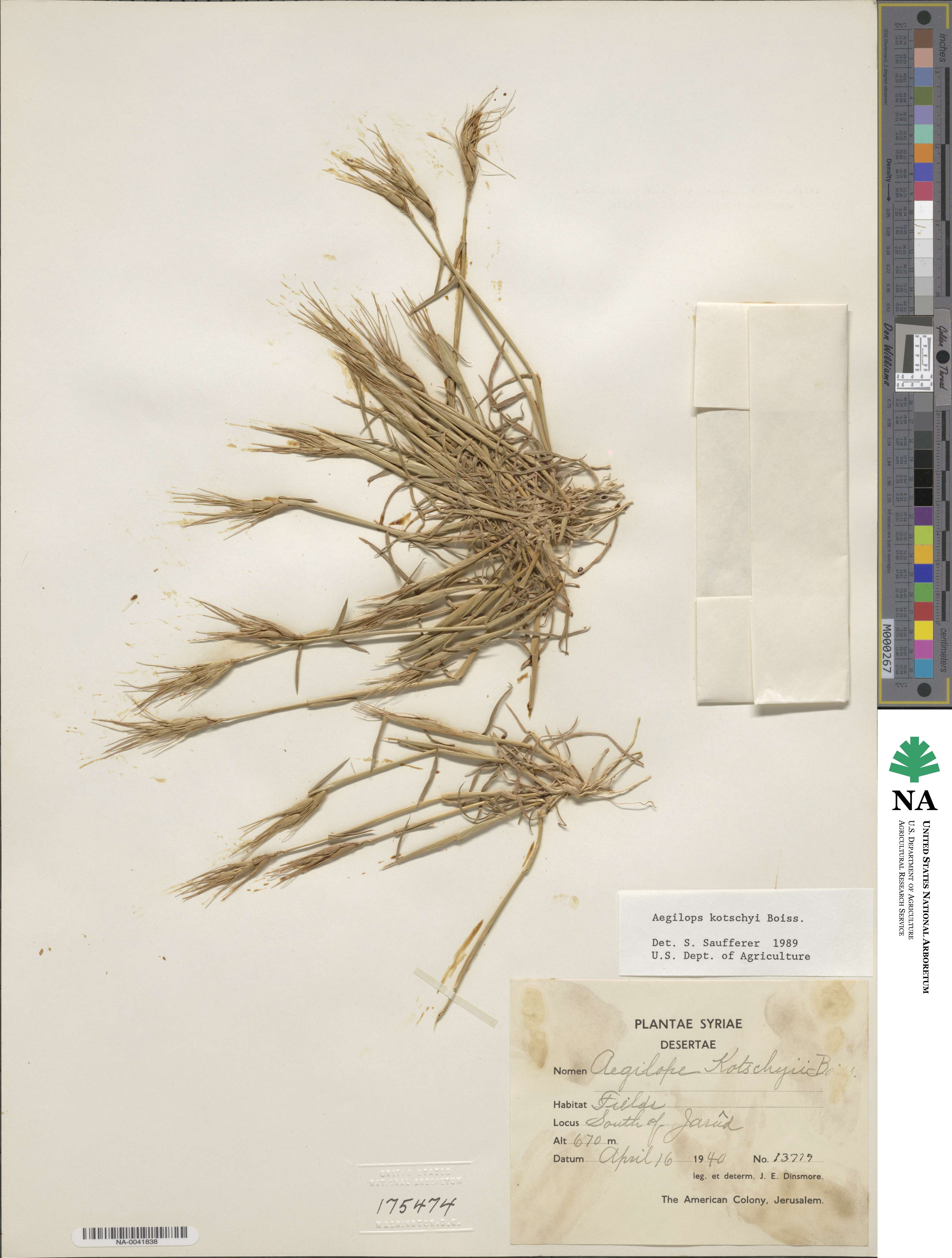 Aegilops kotschyi image