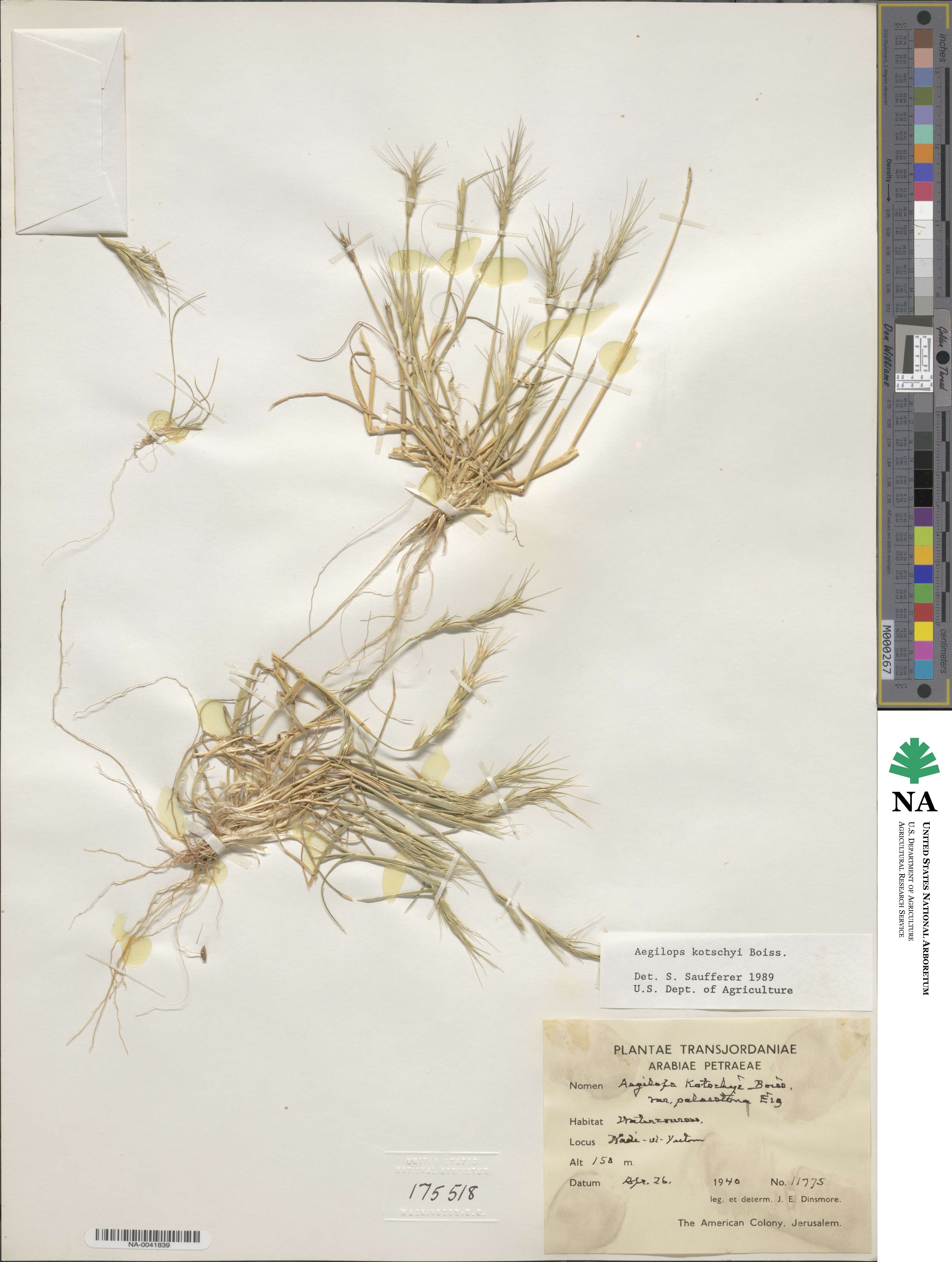 Aegilops kotschyi image