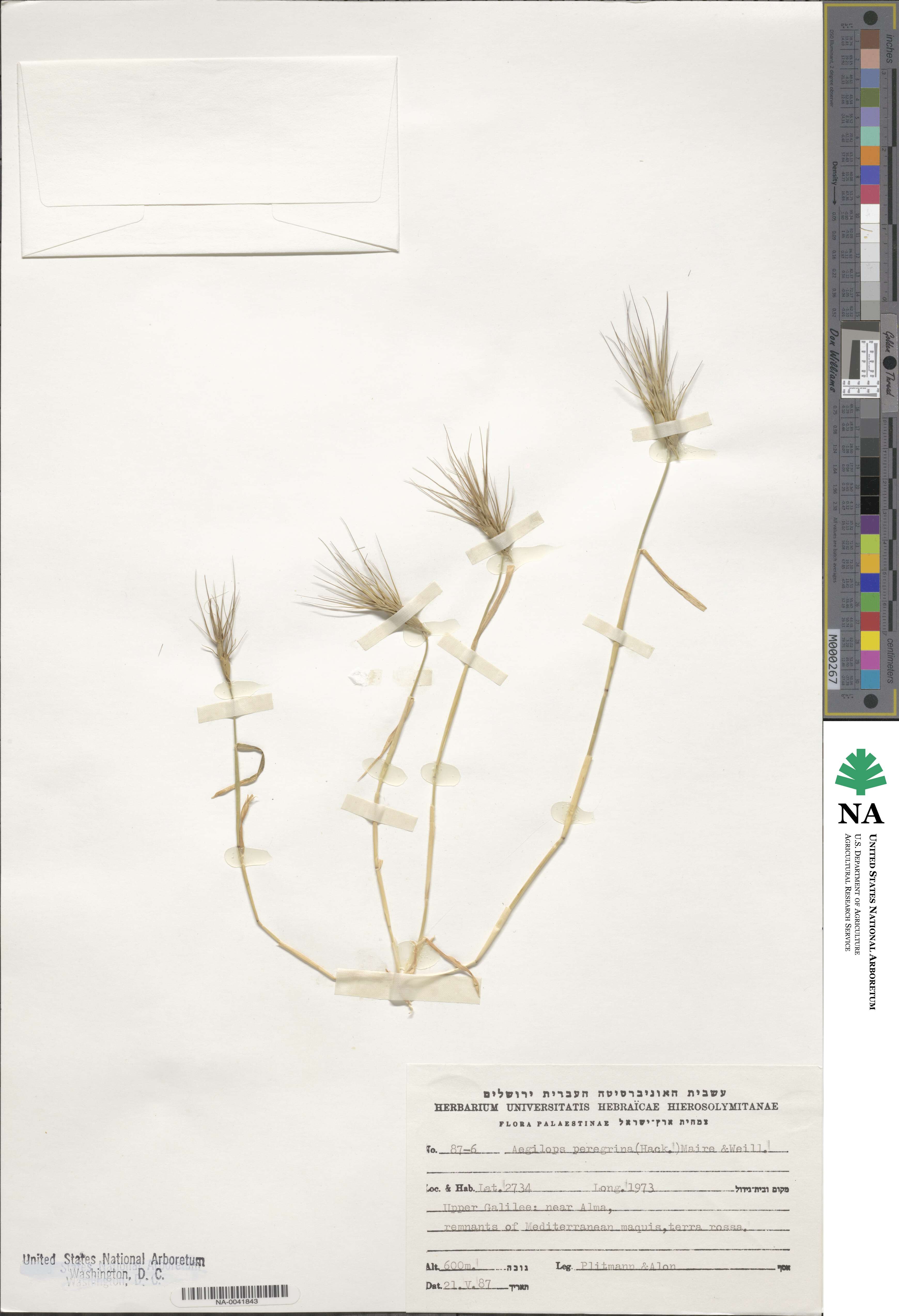 Aegilops peregrina image