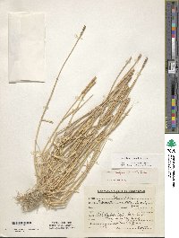 Aegilops tauschii image