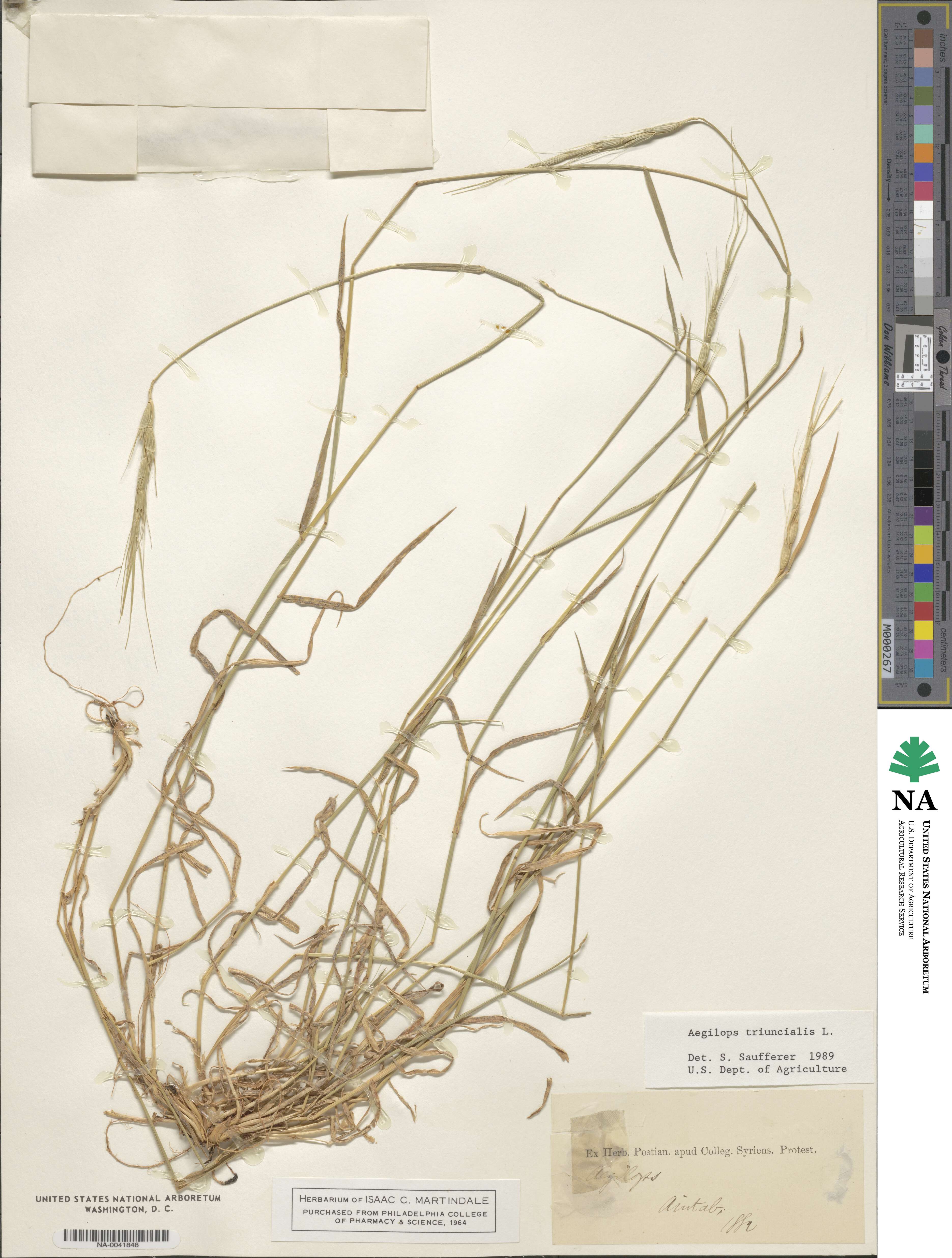 Aegilops triuncialis image