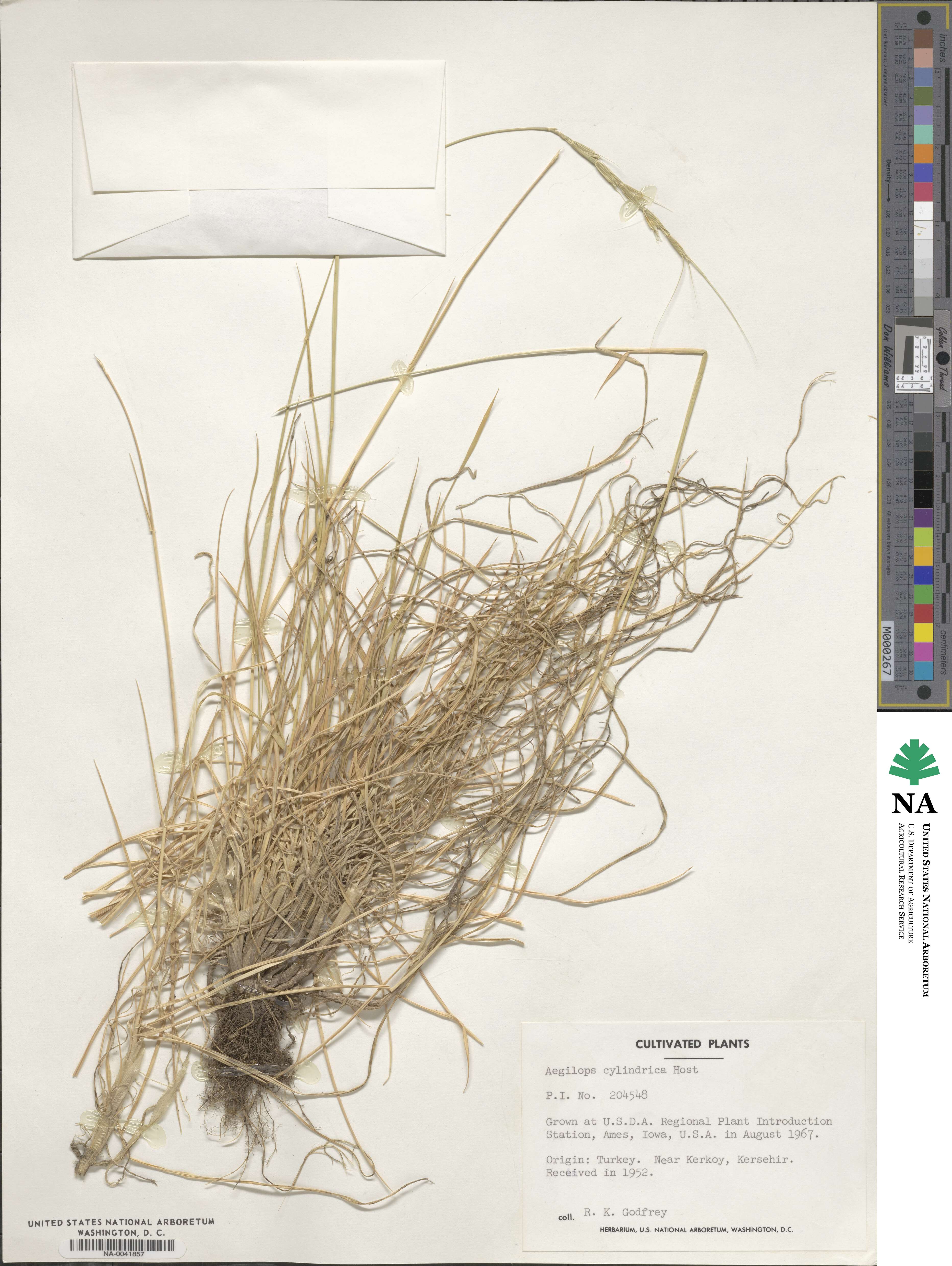 Aegilops cylindrica image