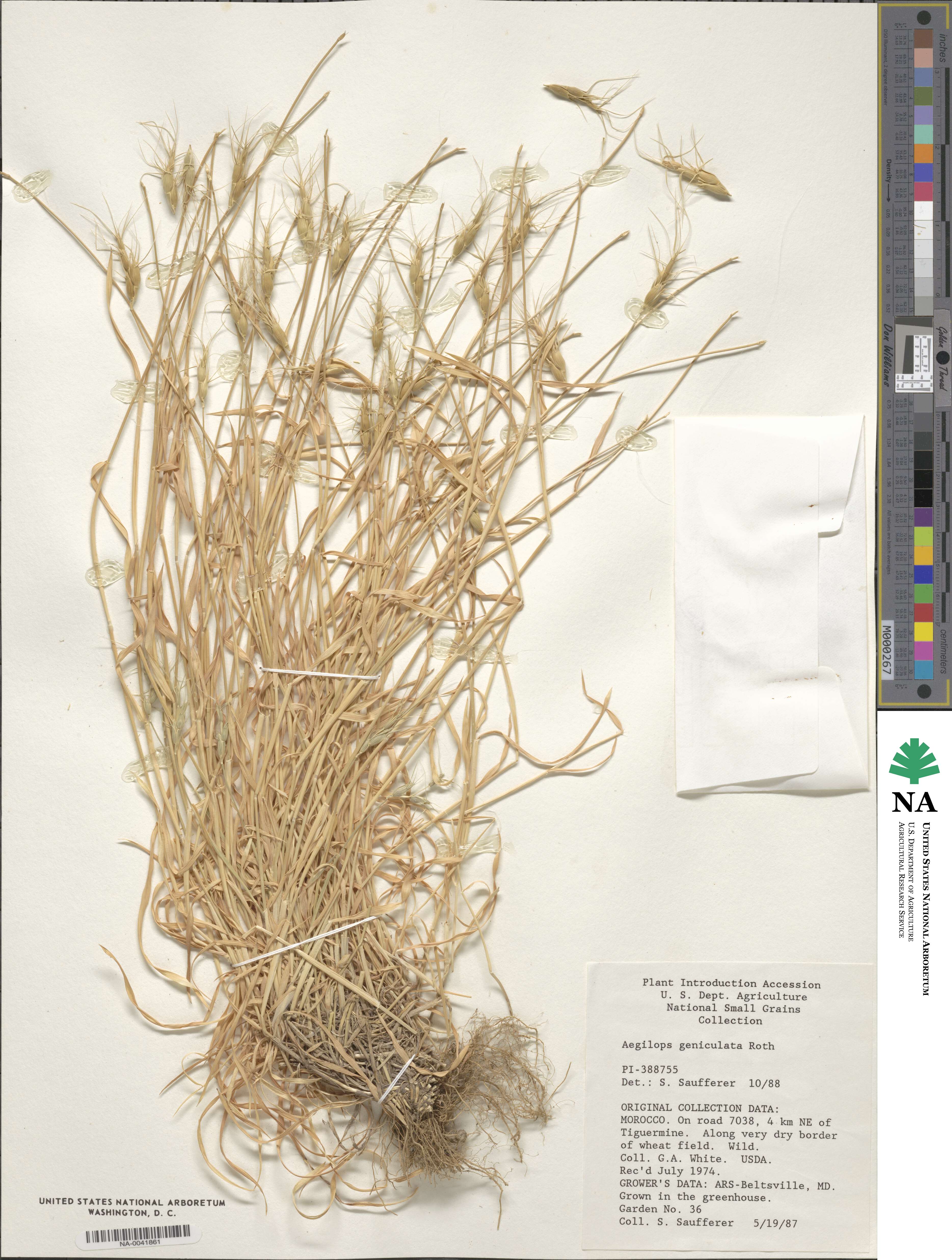 Aegilops geniculata image
