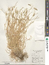 Aegilops geniculata image