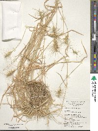 Aegilops geniculata image